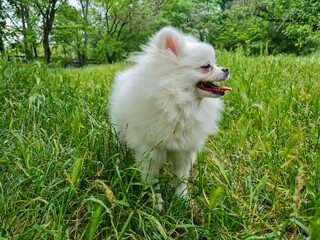 Fluffy white dog with open mouth and tongue out stands amidst lush green grass in a serene, wooded landscape under a canopy of trees, looking content and lively