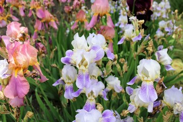  beautiful flowers of colored irises, floral background