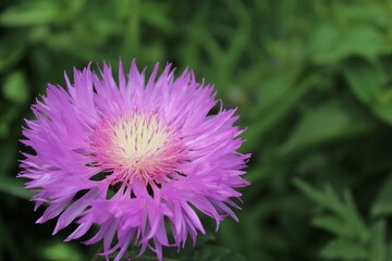 Fototapeta premium purple thistle flower on a green blurred background