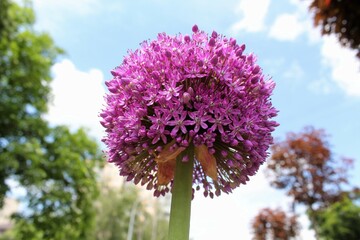 purple flower of ornamental garlic close-up