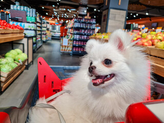 Fluffy white dog with open mouth sits in a red shopping cart surrounded by shelves filled with fruits and vegetables in a busy supermarket aisle, under bright lights