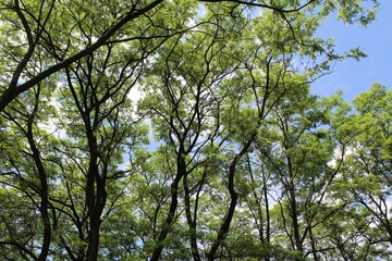 green leaves against blue sky, trees in the forest