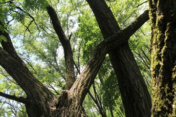 tree in the forest,  green leaves in the forest 