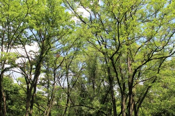 trees in the forest, trees in the forest, green leaves in the forest