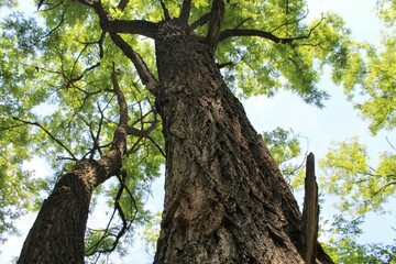 green trees in the forest, nature