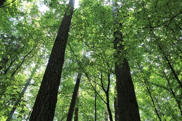 forest in the morning, trees in the forest