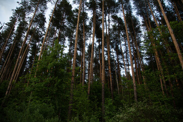 Tall pine trees in forest under spring blue sky. Wood landscape. Natural colors, contrast, shadows in sunny evening time.