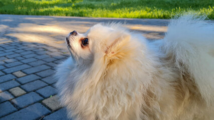 Fluffy small dog looking upward with alert expression, light cream fur, standing on a stone path with green grass in the background, illuminated by soft sunlight