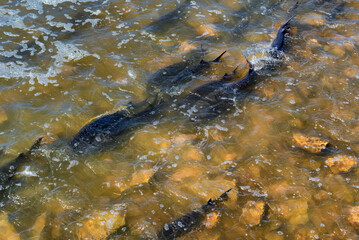 Lake Sturgeon Spawning At The Fox River Dam And Rapids At De Pere, Wisconsin, In Spring