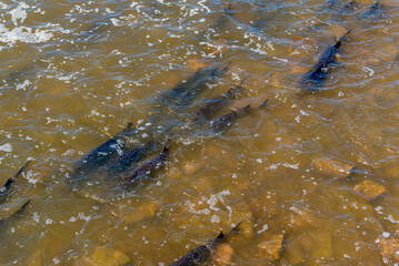 Lake Sturgeon Spawning At The Fox River Dam And Rapids At De Pere, Wisconsin, In Spring