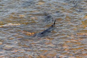 Lake Sturgeon Spawning At The Fox River Dam And Rapids At De Pere, Wisconsin, In Spring