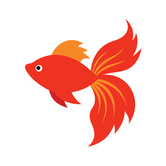gold fish on white background