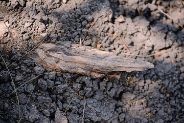 Dark, Weathered Driftwood on Dark Soil A Study in Texture and Contrast
