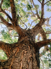 Majestic Tree A Low-Angle View of Nature's Ancient Strength and Beauty