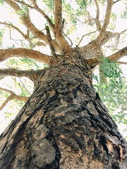 Majestic Tree Trunk A Low-Angle View of Nature's Ancient Strength