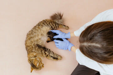 A girl doctor helps a newborn kitten eat from its mother cat.