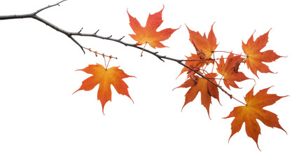 Autumn Tree Branch isolated on transparent background, PNG 
