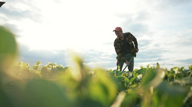Farmer walking through soybean field with hoe. Man plaid shirt hoeing soybean plants at sunset. Rural farmer using hoe soybean field. Farmer walking soybean crops with hoe. Agricultural work in field