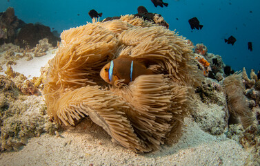 Clownfish, French Polynesia