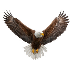 Obraz premium Majestic bald eagle flying freely on white background