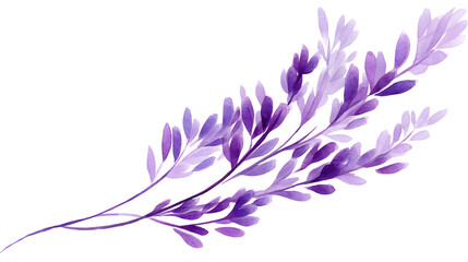 Obraz premium violet flower isolated on white background