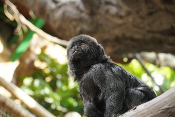 A black howler monkey