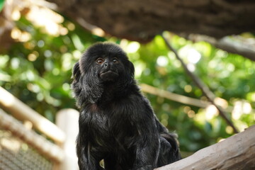 A black howler monkey
