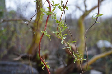 Springtime Foliage with Dew Drops