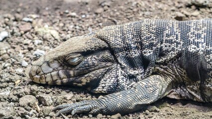 lizard on the stone