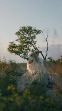 Border collie red and white dog lies on rocks in the mountains and trees looking at the camera in the rays of the setting sun