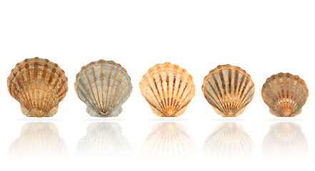 scallop seashell isolated on transparent background with soft shadows and reflections. Natural marine decoration, beach collection or ocean concept. PBG.