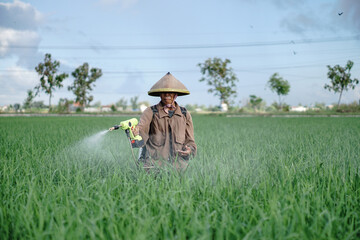 A senior male farmer spraying pesticide on rice green field. Protect rice field from plant pests. Elder working at nature.