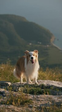 Border collie red and white dog sit on rocks in the mountains looking at the camera and do atrick in the rays of the setting sun