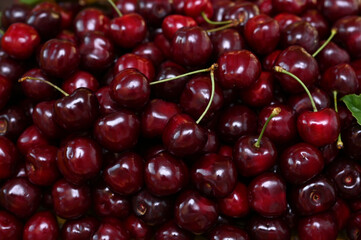 lots of ripe cherry berries harvest close-up