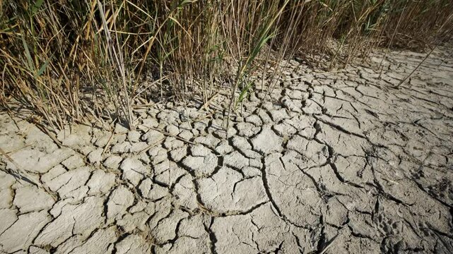Dry cracked soil and dry grass growing in crimea, ukraine, are visible in this image depicting the effects of drought