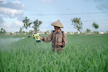 A senior male farmer spraying pesticide on rice green field. Protect rice field from plant pests. Elder working at nature.
