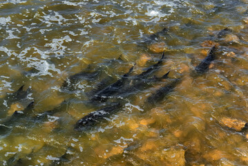 Lake Sturgeon Spawning At The Fox River Dam And Rapids At De Pere, Wisconsin, In Spring
