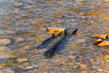 Lake Sturgeon Spawning At The Fox River Dam And Rapids At De Pere, Wisconsin, In Spring