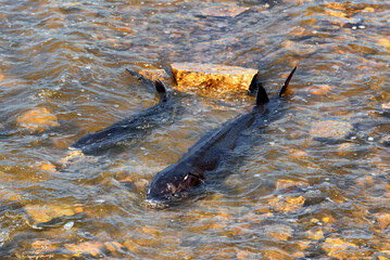 Lake Sturgeon Spawning At The Fox River Dam And Rapids At De Pere, Wisconsin, In Spring