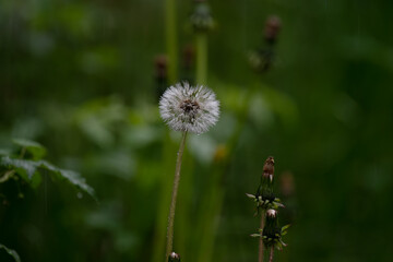 Dandelion fluff wet with early summer rain, close-up