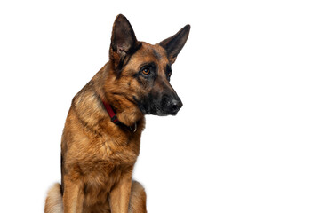 Portrait of beautiful adult german shepherd dog sitting and looking away on white background
