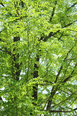 新緑のカツラの木