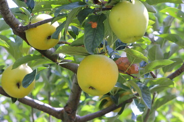 黄色いりんご（シナノゴールド）