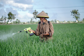 A senior male farmer spraying pesticide on rice green field. Protect rice field from plant pests. Elder working at nature.