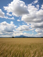 wheat field and blue sky