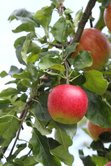 赤く色づいたりんご（陽光）