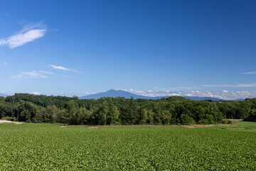 Mt. Shari and fields in summer