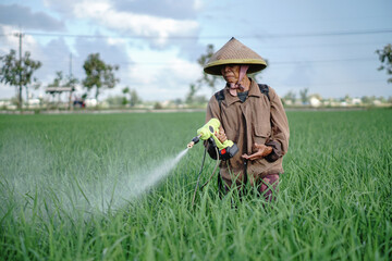 A senior male farmer spraying pesticide on rice green field. Protect rice field from plant pests. Elder working at nature.