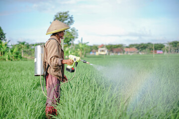 A senior male farmer spraying pesticide on rice green field. Protect rice field from plant pests. Elder working at nature.