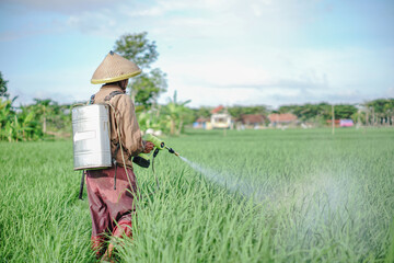 A senior male farmer spraying pesticide on rice green field. Protect rice field from plant pests. Elder working at nature.